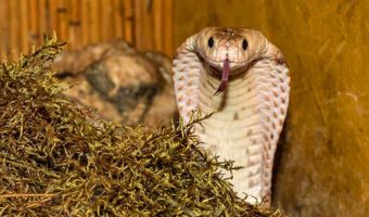 Picture 10 Survival Tips that Are Actually Dangerous Advice