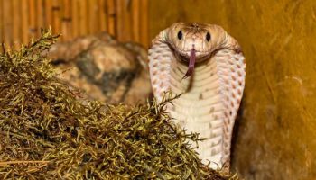 Picture 10 Survival Tips that Are Actually Dangerous Advice