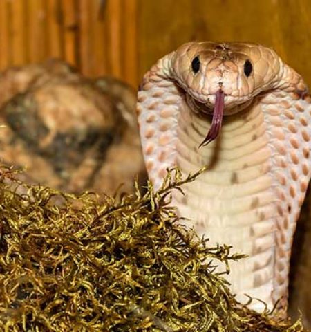 Picture 10 Survival Tips that Are Actually Dangerous Advice