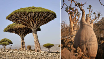 Picture 10 Isolated Regions Where Life Evolved Differently