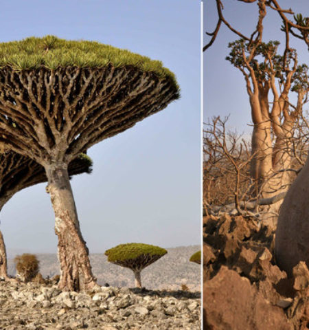 Picture 10 Isolated Regions Where Life Evolved Differently