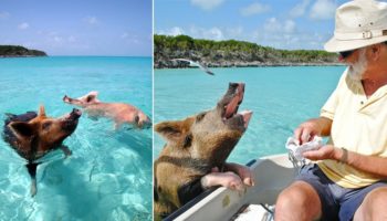 Picture 10 Unique Islands that Are Ruled by Animals