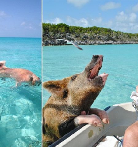 Picture 10 Unique Islands that Are Ruled by Animals