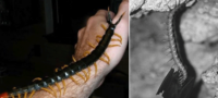 Picture Scolopendra Gigantea, the Centipede that Catches Bats in Mid-Flight