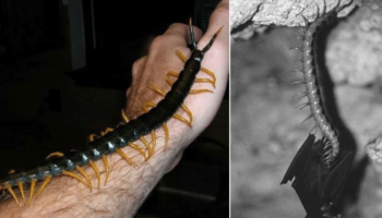Picture Scolopendra Gigantea, the Centipede that Catches Bats in Mid-Flight