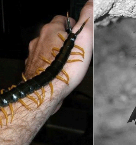 Picture Scolopendra Gigantea, the Centipede that Catches Bats in Mid-Flight