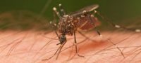 Picture Mosquitoes Can Smell Blood Type, and Type O Is their Favorite!
