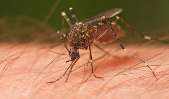 Picture Mosquitoes Can Smell Blood Type, and Type O Is their Favorite!
