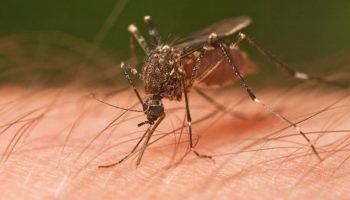 Picture Mosquitoes Can Smell Blood Type, and Type O Is their Favorite!