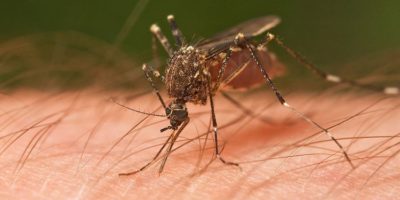 Picture Mosquitoes Can Smell Blood Type, and Type O Is their Favorite!