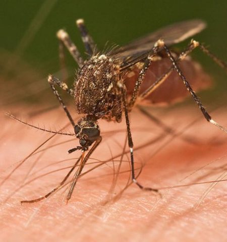 Picture Mosquitoes Can Smell Blood Type, and Type O Is their Favorite!