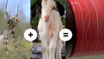 Picture Spider-Goat, the Goat Which Produces Spider Silk Used to Make Bullet-Proof Skin