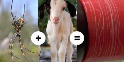 Picture Spider-Goat, the Goat Which Produces Spider Silk Used to Make Bullet-Proof Skin