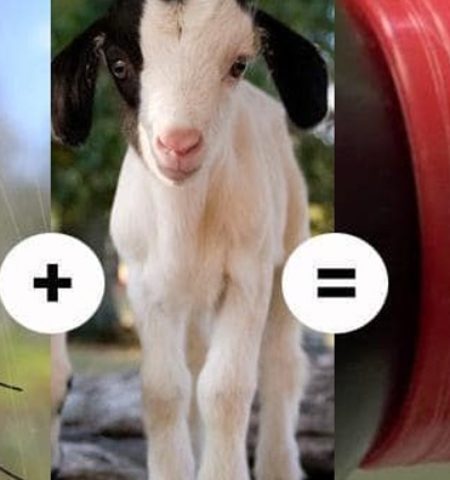 Picture Spider-Goat, the Goat Which Produces Spider Silk Used to Make Bullet-Proof Skin