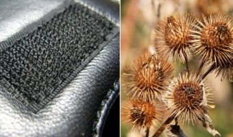 Picture 10 Interesting Innovations Inspired by Nature