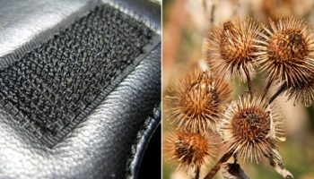 Picture 10 Interesting Innovations Inspired by Nature