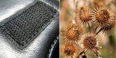 Picture 10 Interesting Innovations Inspired by Nature