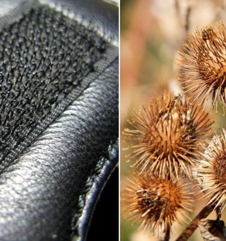 Picture 10 Interesting Innovations Inspired by Nature