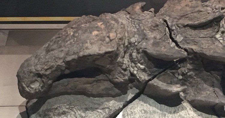 10 Of The Most Fascinating Fossils Ever Found