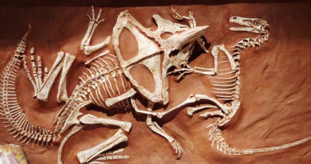 raptor fighting fossil