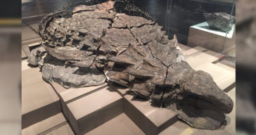 fossilised nodosaur