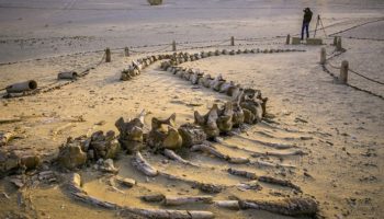 Picture 10 of the Most Fascinating Fossils Ever Found