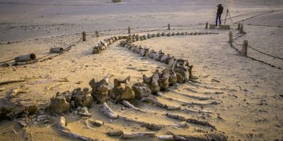 Picture 10 of the Most Fascinating Fossils Ever Found