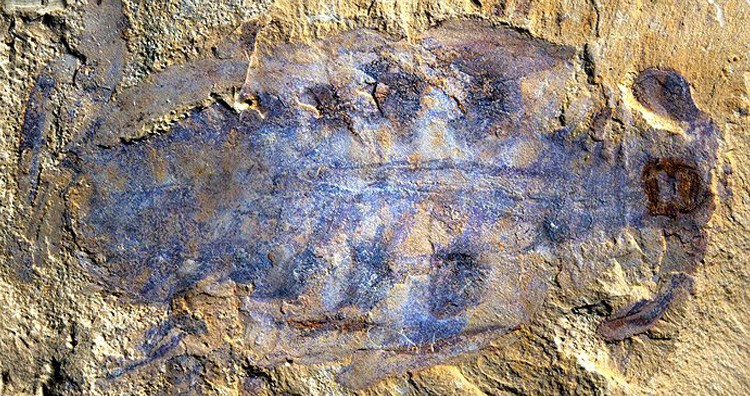 Fossils show sea creature's half-billion-year-old brain