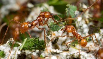 Picture 10 Unusual Examples of Mutualism Observed in the Animal Kingdom