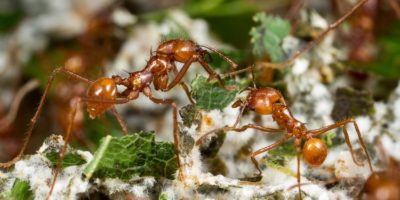 Picture 10 Unusual Examples of Mutualism Observed in the Animal Kingdom