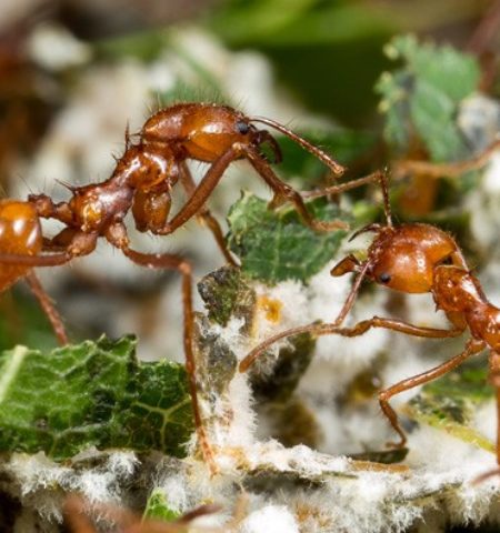 Picture 10 Unusual Examples of Mutualism Observed in the Animal Kingdom