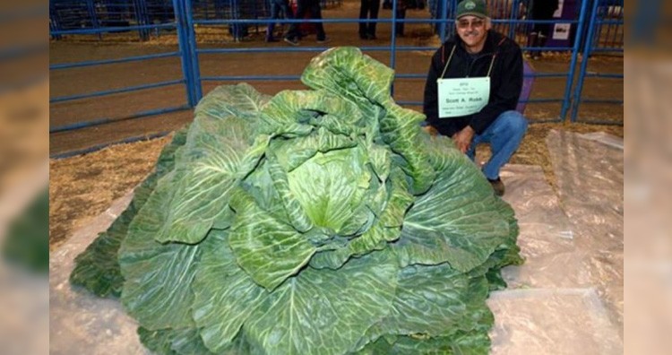Cabbage record