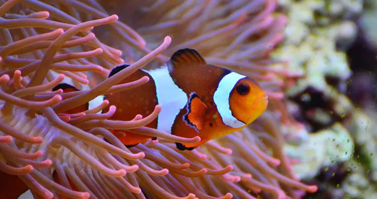 10 Unusual Examples of Mutualism Observed in the Animal Kingdom