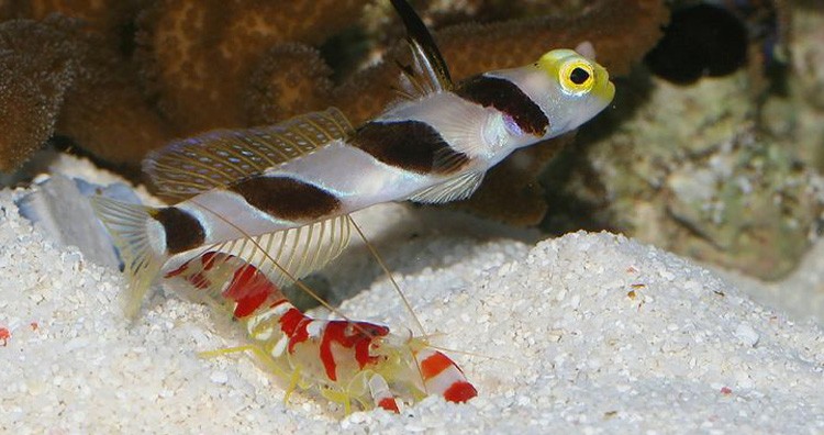 Goby fish and Shrimp