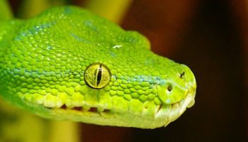 Picture 10 Commonly Known “Facts” that Are Completely False