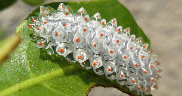 Jeweled caterpillar