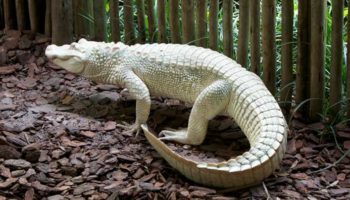 Picture 10 Creatures Which Almost Look Unreal