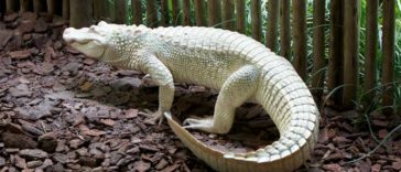Creatures which look unreal