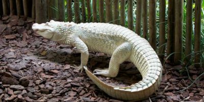 Picture 10 Creatures Which Almost Look Unreal