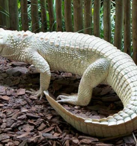 Picture 10 Creatures Which Almost Look Unreal