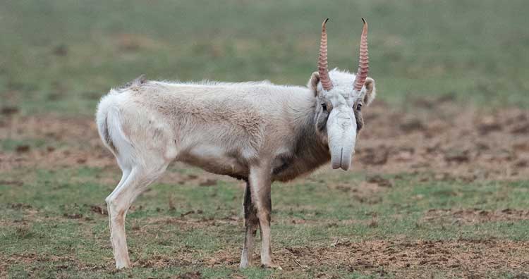 Saiga antelope