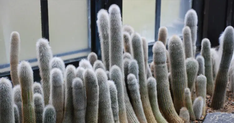 Silver torch cactus