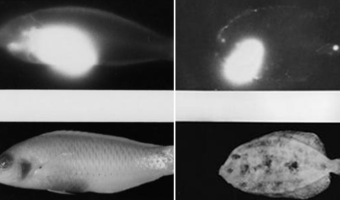 Picture The Ill Fate of Bikini Atoll, X-ray Images of a Fish Revealed how Radiation Affects the Ecosystem