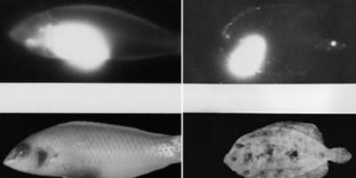 Picture The Ill Fate of Bikini Atoll, X-ray Images of a Fish Revealed how Radiation Affects the Ecosystem