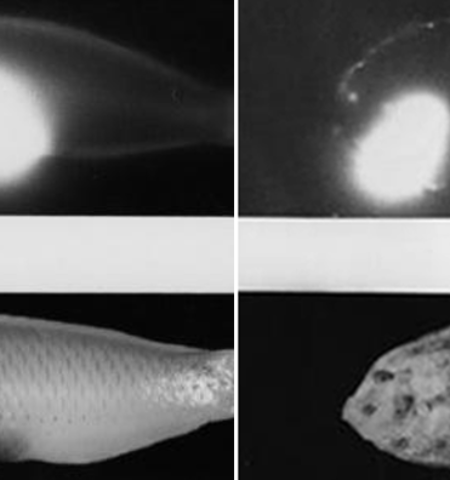 Picture The Ill Fate of Bikini Atoll, X-ray Images of a Fish Revealed how Radiation Affects the Ecosystem