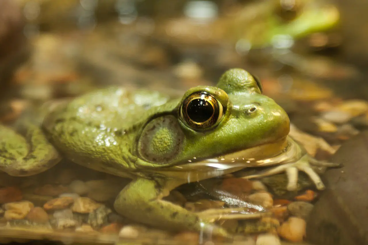 Frogs eyeballs
