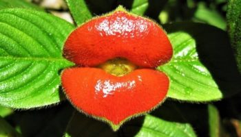 Picture 11 Unusual Plants You Have Probably Never Seen in Your Life