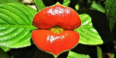 Picture 11 Unusual Plants You Have Probably Never Seen in Your Life