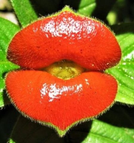 Picture 11 Unusual Plants You Have Probably Never Seen in Your Life