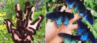 Picture This Biologist Repopulated the Rare Butterfly Species Called California Pipevine Swallowtail in His Backyard
